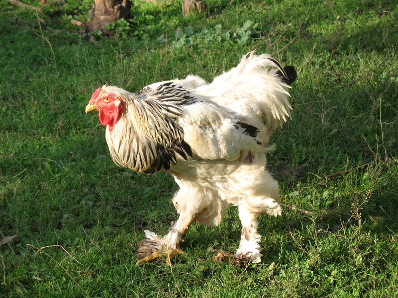 dog, mammal, farm, animals, no people, domestic, green color, pets, nature, grass, gockel, livestock, poultry, 2K, field, animal, land, domestic animals