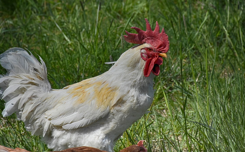 poultry, mouth open, animal themes, rooster head, one animal, bio, egg, rooster, livestock, farm, bill, pets, animal, nature, hahn, comb, grass, male animal