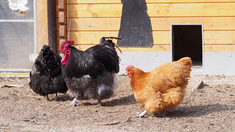 hahn, day, livestock, peck, mammal, domestic, gockel, agriculture, chickens, outdoors, no people, bird, race, animal, pets, chicken, 4K, farm, chicken - bird