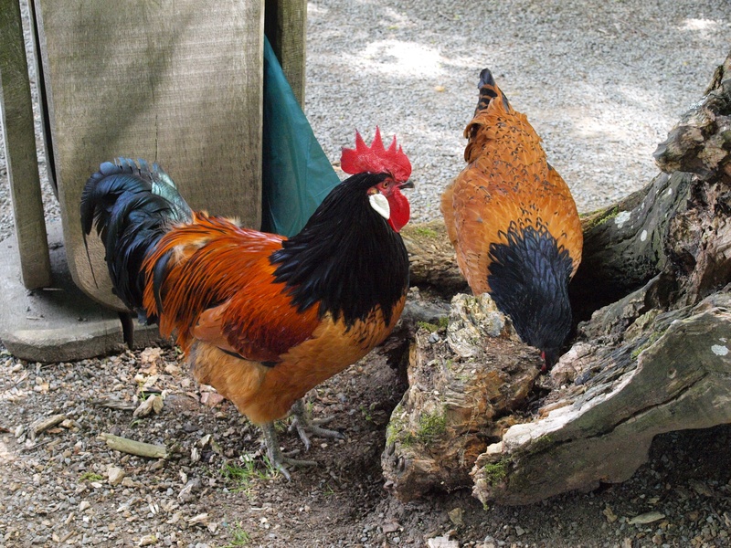 gockel, chicken, rooster, no people, cockerel, farm, vertebrate, day, domestic animals, nature, hahn, mammal, 2K, outdoors, male fowl, animal themes, poultry