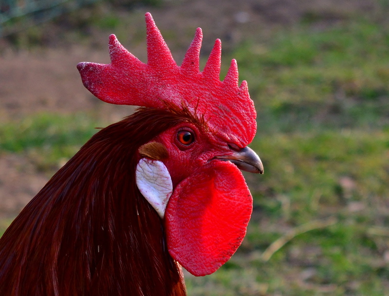animal body part, animal themes, day, domestic animals, pride, 2K, hahn, bird, profile view, rooster, chicken, beak, one animal, outdoors, no people, vertebrate