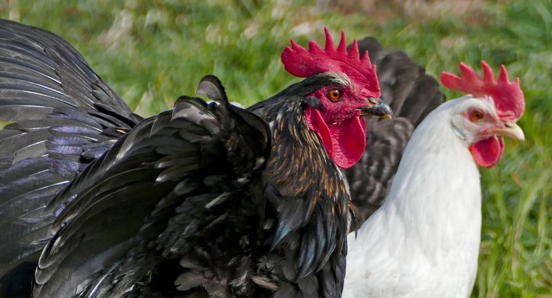 red, animal husbandry, pets, range, animal, domestic, hahn, livestock, day, comb, chicken - bird, hen, white, gockel, outdoors, focus on foreground, domestic animals