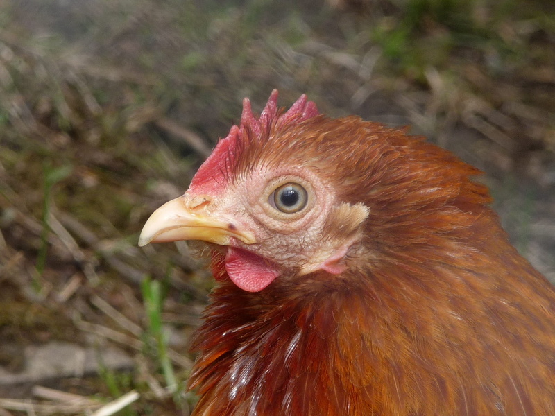 mammal, hahn, hen, profile view, 1080P, animal eye, no people, livestock, gockel, nature, chicken, plumage, red, animal head, focus on foreground, animal themes