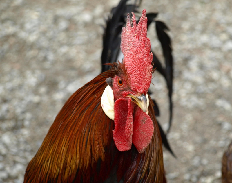 pets, chicken - bird, animal head, domestic animals, chicken, 2K, animal eye, Cockscomb, domestic, no people, rooster, Hahn, colorful, male animal, farm