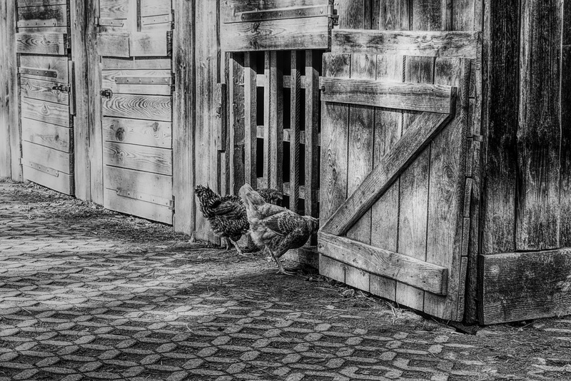 footpath, door, street, 5K, building, pets, stall, livestock, animals, architecture, wooden door, farm, gockel, built structure, bird, direction, black white