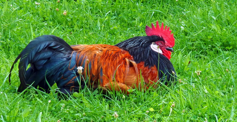 outdoors, running, green color, chicken - bird, bird, poultry, comb, day, pets, hahn, animal, vertebrate, domestic, grass, livestock, plant, field, cockscomb