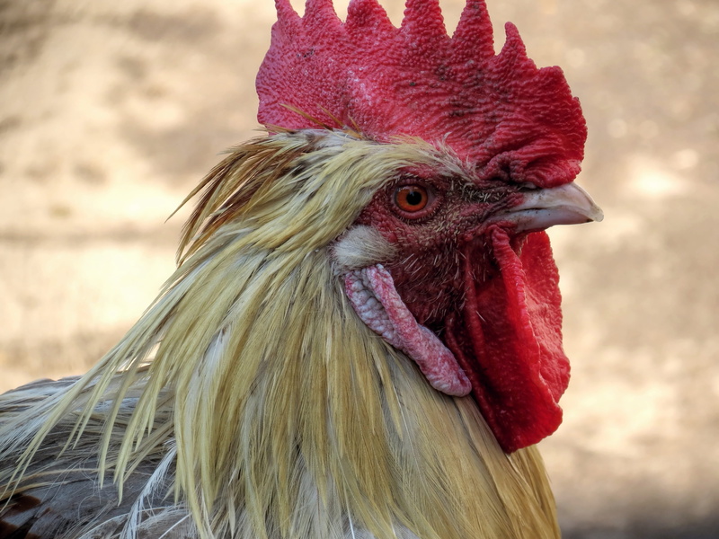 cockerel, feather, outdoors, gorgeous, profile view, Farm, male animal, Hahn, nature, eye, vertebrate, domestic, chicken, domestic animals, bill, animal head