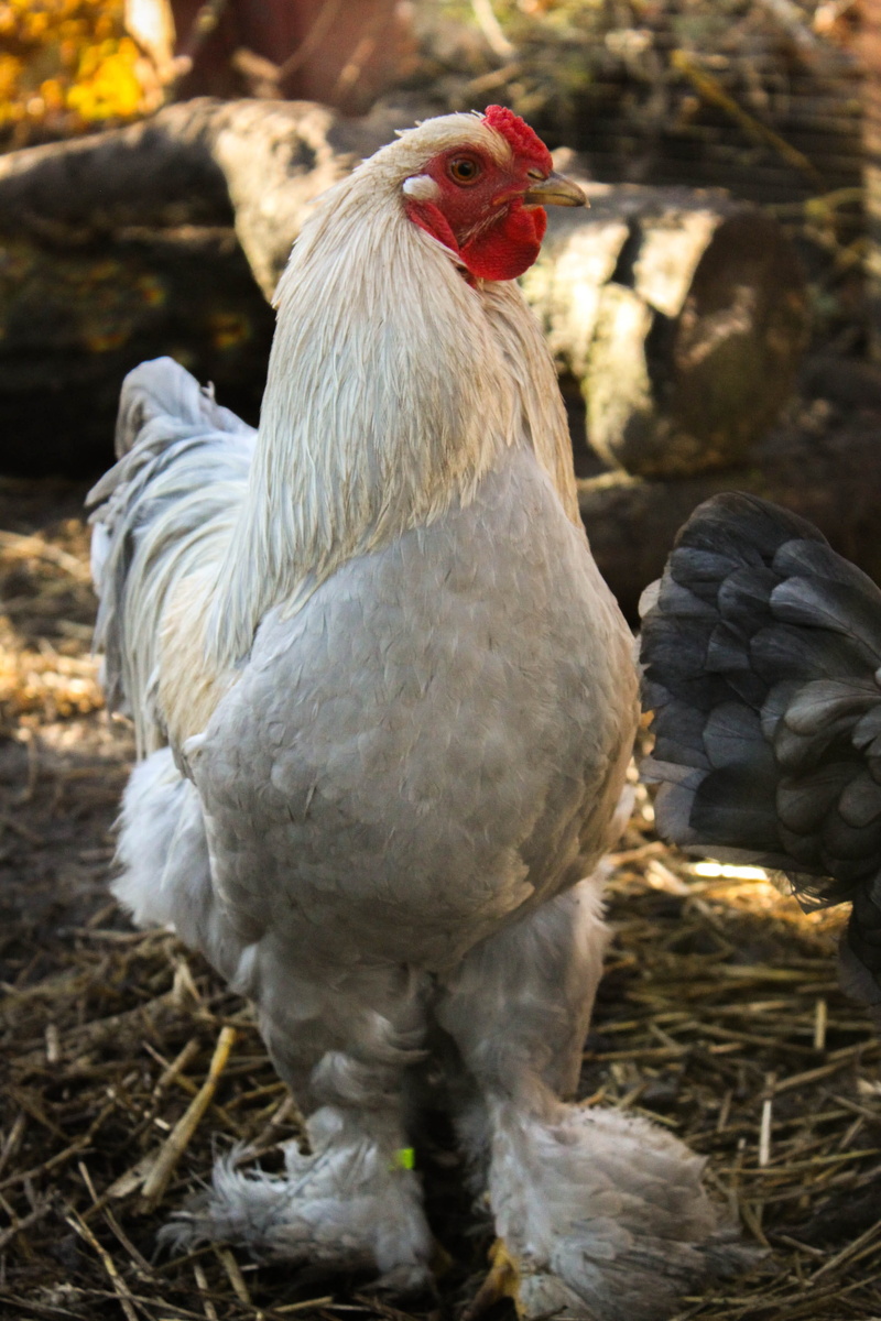 hahn, pets, domestic animals, focus on foreground, hen, chicken - bird, 2K, poultry, mammal, chicken, farm, bird, no people, gockel, chickens, range, animal themes