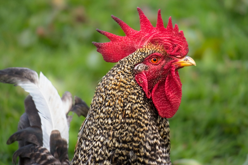 attention, chicken - bird, mammal, livestock, bird, focus on foreground, chicken, view, male animal, portrait, domestic animals, animal head, animal themes