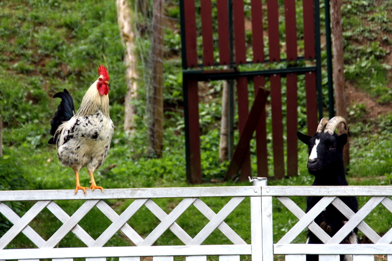 male, day, mammal, male animal, plumage, one animal, chicken - bird, horns, farm, goat, security, 2K, chicken, comb, protection, barrier, domestic animals