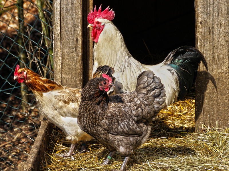 outdoors, domestic animals, no people, 4K, livestock, hens, animal family, rooster, pinnate, chickens, hahn, bird, range, gockel, straw, male animal, day