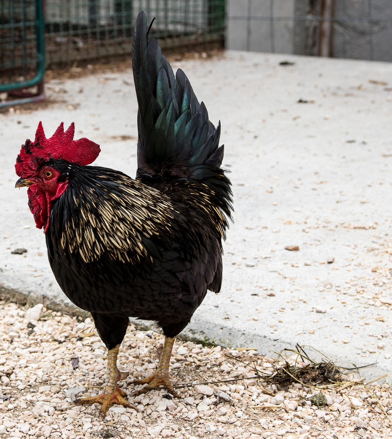 day, male animal, vertebrate, land, livestock, feather, pets, creature, no people, bird, domestic, animal themes, gockel, field, agriculture, domestic animals