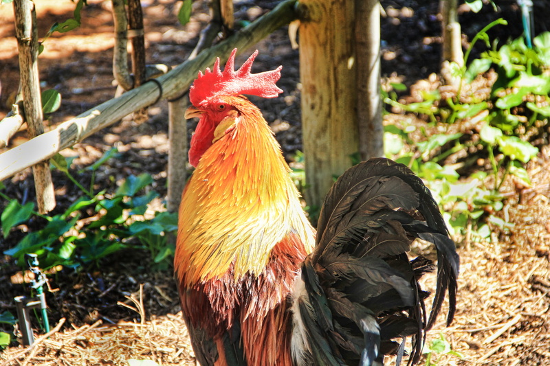 rooster, one animal, chicken - bird, cockscomb, nature, animal, gockel, day, male fowl, outdoors, hahn, male animal, mammal, animal themes, domestic, no people