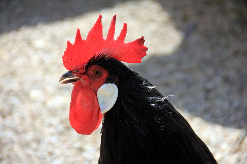 one animal, mammal, domestic animals, chicken - Bird, cockerel, rooster, male animal, geglügel, close, profile view, agriculture, outdoors, vertebrate