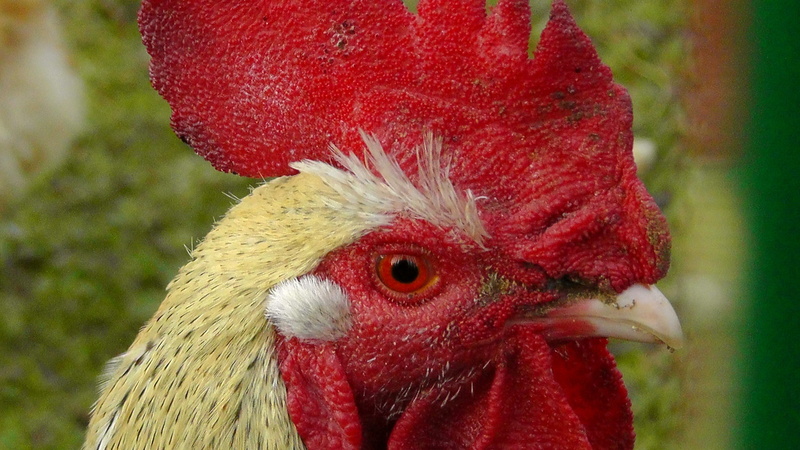 animal eye, one animal, cockerel, no people, animal body part, animal world, animals, pride, vertebrate, farm, livestock, running, red, animal, hahn, geglügel