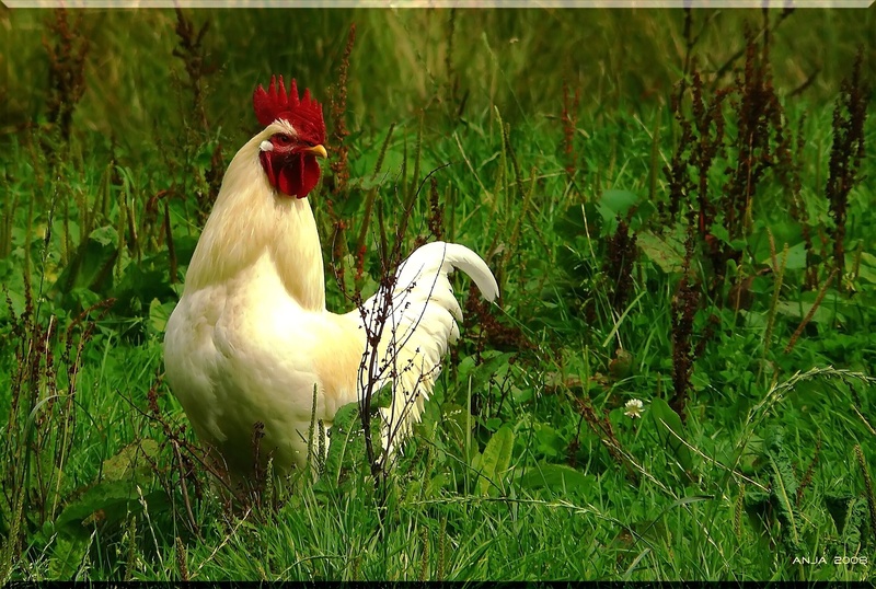 plant, rooster, pride, daytime, gallus gallus domesticus, day, range, animal, animal world, vertebrate, green, white, land, comb teeth, gockel, grass, animal themes