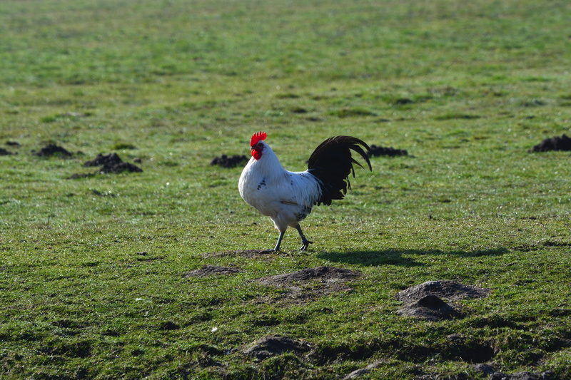 green, animals in the wild, day, mammal, animal, domestic animals, nature, chickens, 5K, no people, bird, livestock, geglügel, one animal, grass, daytime