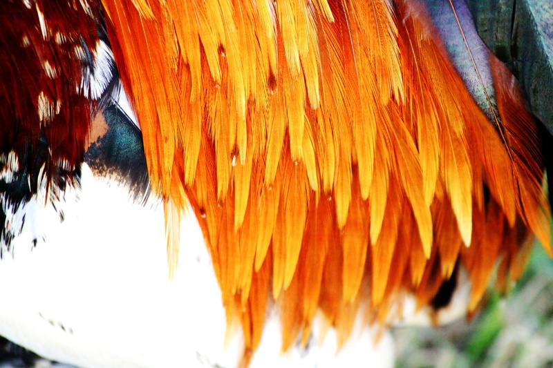 domestic animals, day, livestock, animal themes, kauai, one animal, animal, outdoors, brown, pattern, no people, vertebrate, nature, close-up, pets, animal body part