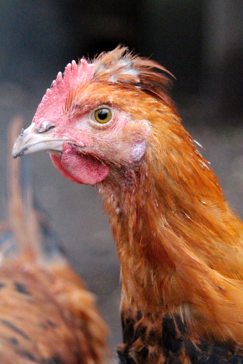 outdoors, chicken, animal themes, bird, domestic animals, no people, day, hahn, animal, 5K, brown, mammal, chicken - bird, one animal, pets, animal eye