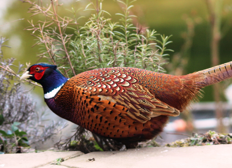 drawing, outdoors, males, species, colorful, 2K, tail feathers, pheasant, land, nature, full length, selective focus, day, focus on foreground, field