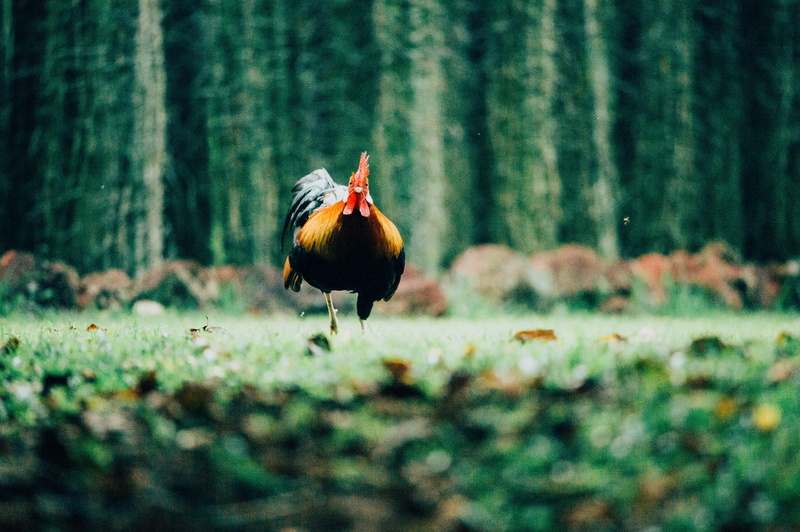 bird, male animal, walking, green, vertebrate, one animal, depth of field, black, pets, 4K, chick, no people, animal themes, brown, wild life, domestic