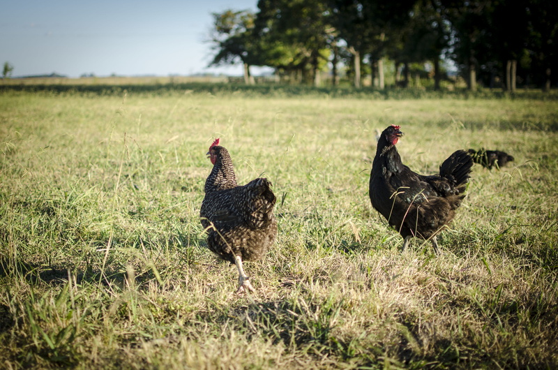 domestic, livestock, animal, running, two animals, pets, field, animal themes, group of animals, land, chicken, nature, cock, green, campo, run, plant