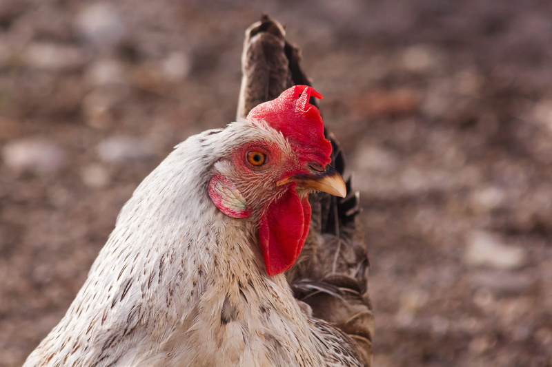 close-up, rooster, animal head, running, animal, mammal, one animal, chicken, bio, domestic, hen, animal themes, pets, agriculture, plumage, spring, vertebrate