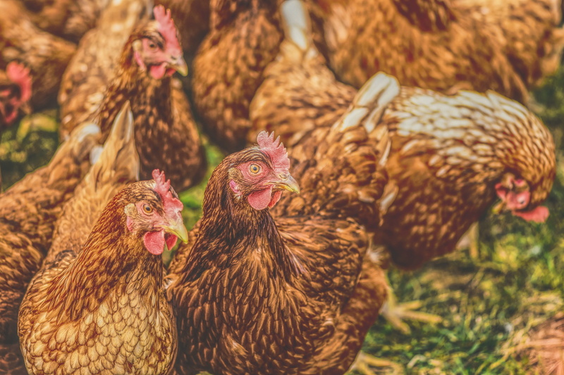 running, bill, animal themes, poultry, mammal, agriculture, livestock, no people, pets, animal, field, chickens, group of animals, focus on foreground