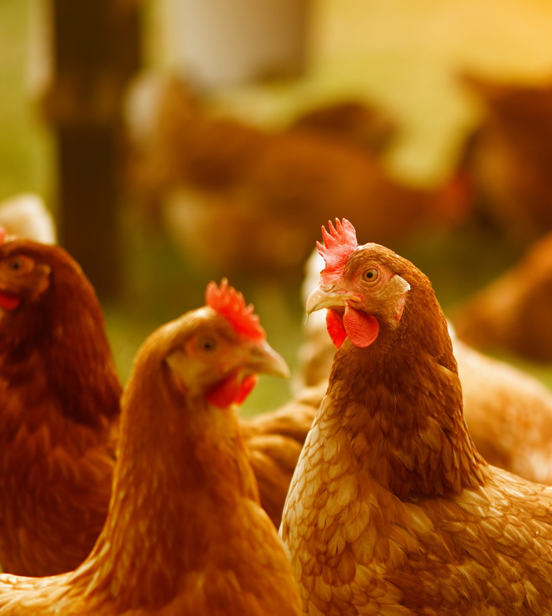 animal themes, bird, focus on foreground, livestock, male animal, two animals, pets, close-up, chickens, bill, mammal, farm, 4K, happy hens, animal head