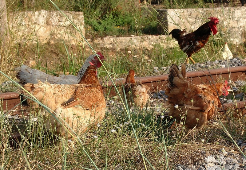 nature, running, peck, chickens, no people, chicken - bird, mammal, poultry, livestock, barn, field, bird, 1080P, hen, foraging, domestic animals, grass