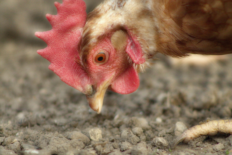 happy hens, village life, country idyll, beak, livestock, close-up, chicken, animal husbandry, animal head, no people, domestic animals, 4K, pets, vertebrate