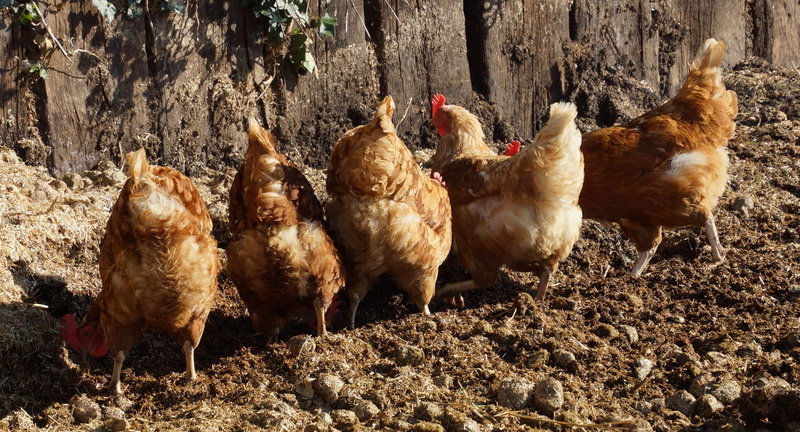Free, pets, running, group of animals, animal themes, sunlight, Free, no people, hen, 1080P, meat, domestic, Free Running, Chickens, mammal, farm, Farmers