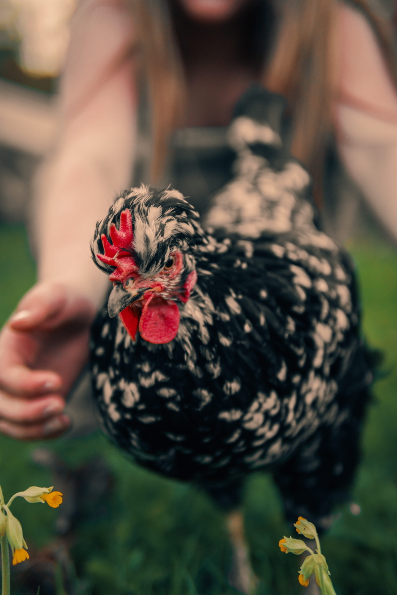 blossom, livestock, outdoors, running, play, gladiolus, one person, flora, red, flower, daffodil, male animal, hand, spot, human hand, day, happy, golden hour
