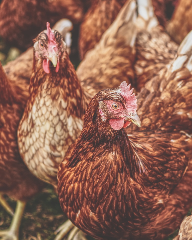 chicken, agriculture, range, poultry, plumage, livestock, hen, no people, running, nature, feather, domestic animals, pets, bill, chickens, close-up, animal