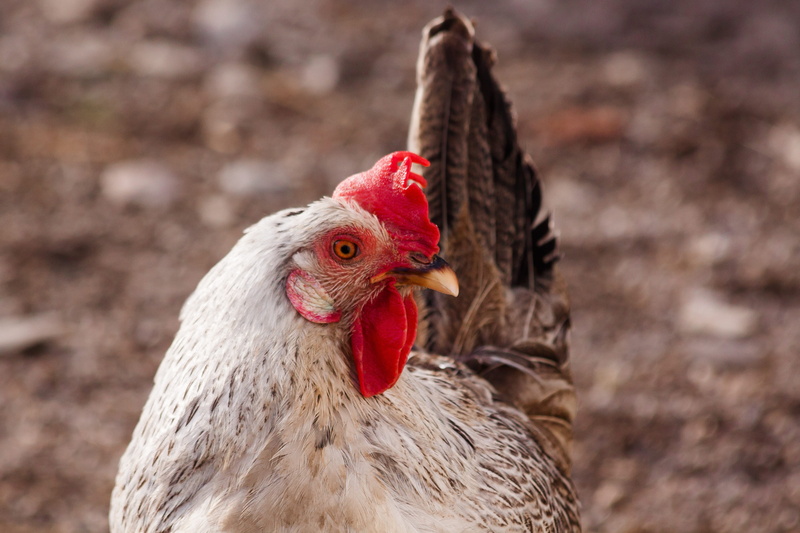 farm, mammal, bill, head, chicken, close-up, hen, animal, outdoors, agriculture, bird, vertebrate, animal themes, animal world, female, chicken - bird