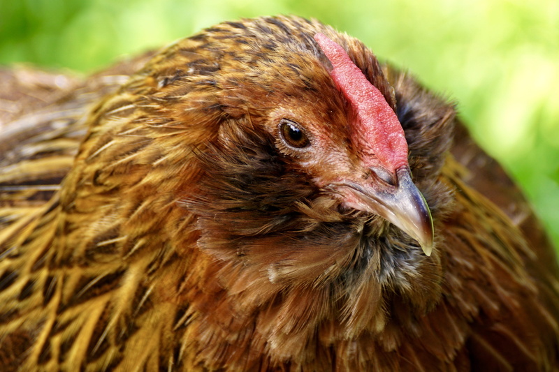one animal, livestock, running, pets, green, bird, plumage, beautiful, farm, red, beak, poultry, comb teeth, hen, grass, animal body part, domestic animals