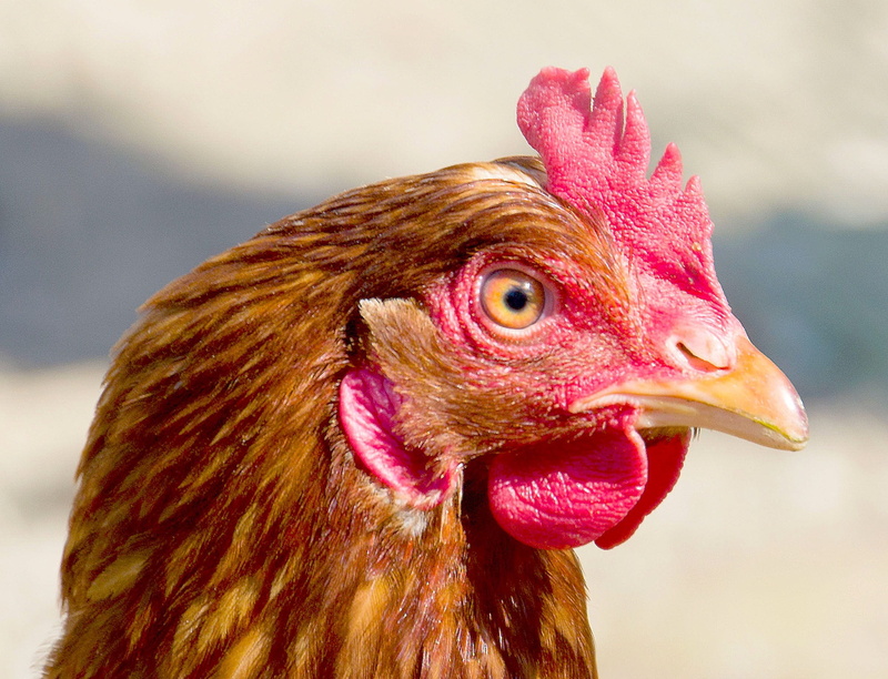 beak, color, bird, crow, outdoors, head, comb, animal eye, pets, one animal, portrait, close-up, chicken - bird, hen, animal head, male fowl, poultry, rooster