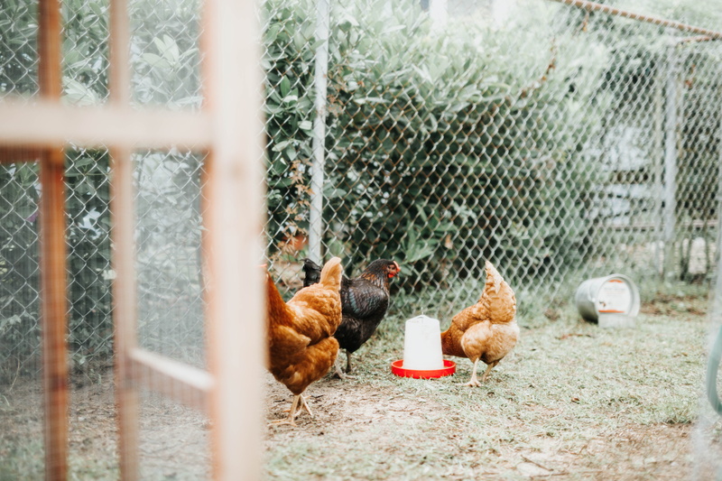 tree, vertebrate, hens, mammal, chicken, three, hen, animal themes, pets, pet, boundary, grass, male animal, chicken - bird, animal, gray, flock, group of animals