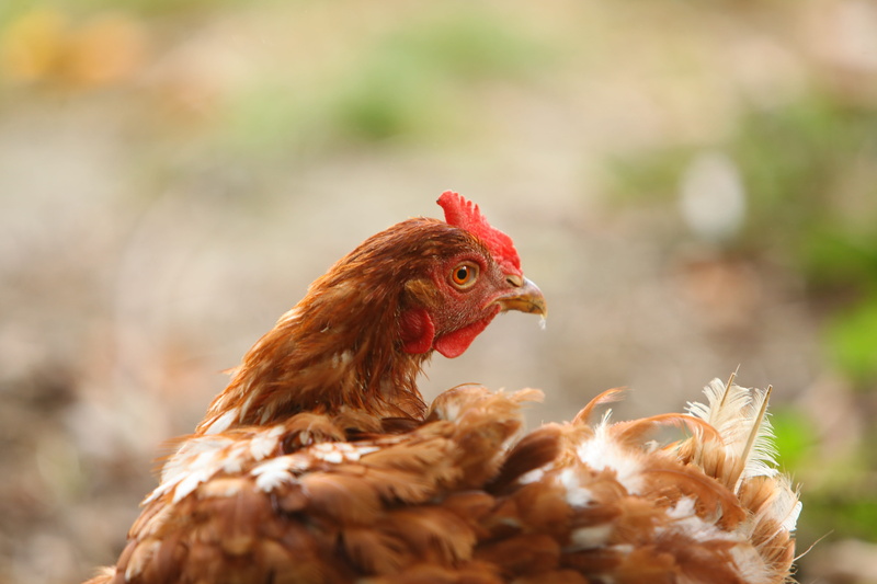 hybrid chicken, livestock, rooster, animal, nature, Hybrid, chicken - bird, focus on foreground, side view, Chicken, vertebrate, day, Laying Hens, portrait