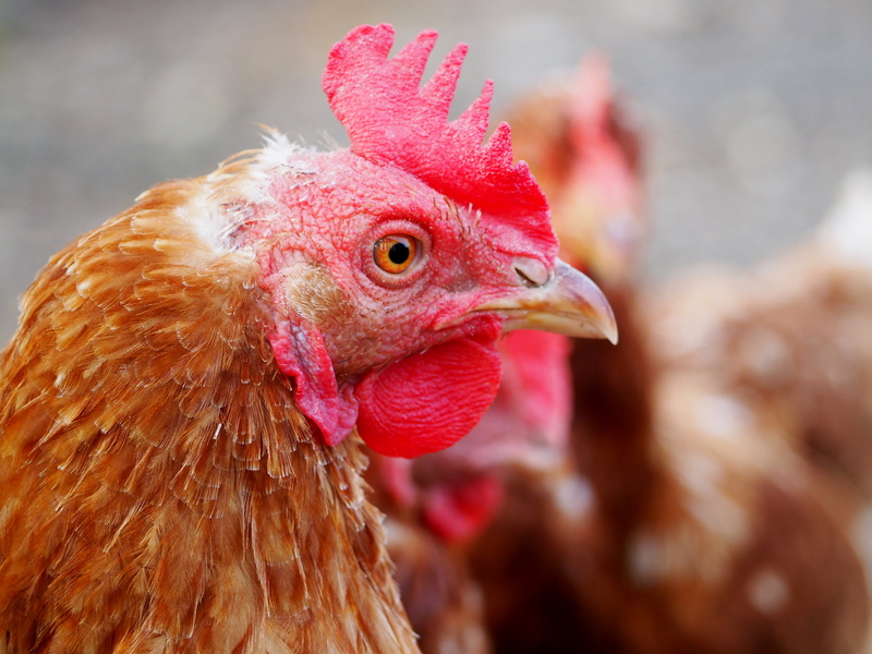 agriculture, nutrition, chicken, food, profile view, chicken - bird, domestic, 4K, no people, bird, nature, fence, one animal, mammal, bauer, farm, poultry