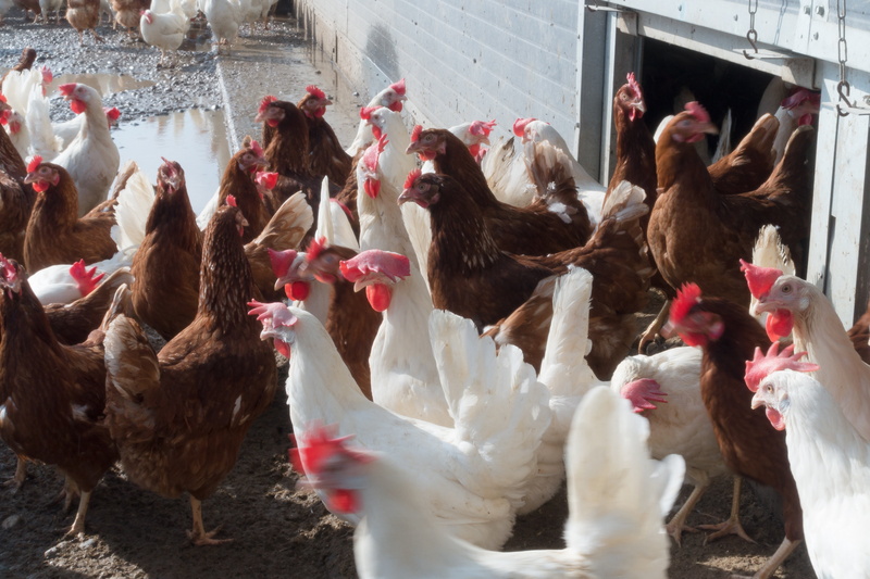 chicken, chicken - bird, white, hen, bird, animal, agriculture, spring, pets, factory farming, bill, animal themes, head, large group of animals, domestic