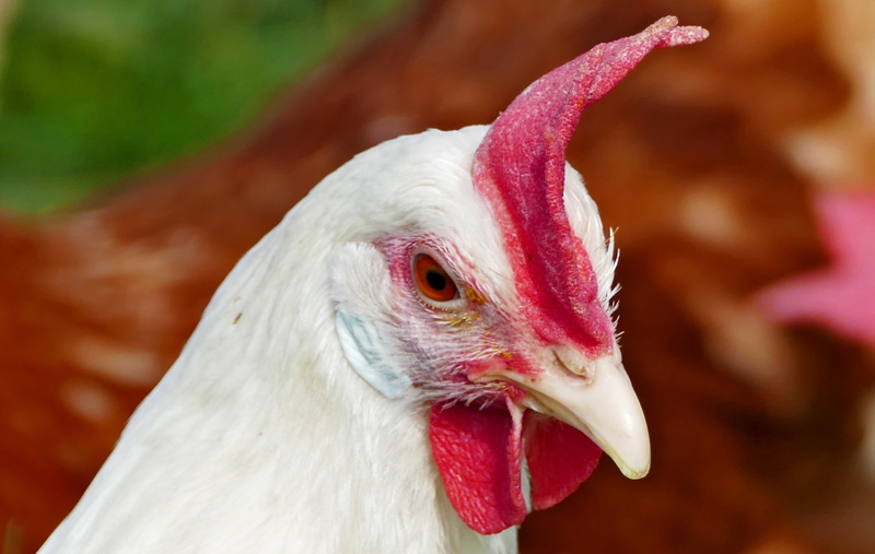 animal body part, 4K, red, white, mammal, close up, livestock, hen, beak, animal themes, health, sponsorship, no people, range, domestic, vertebrate, animal head