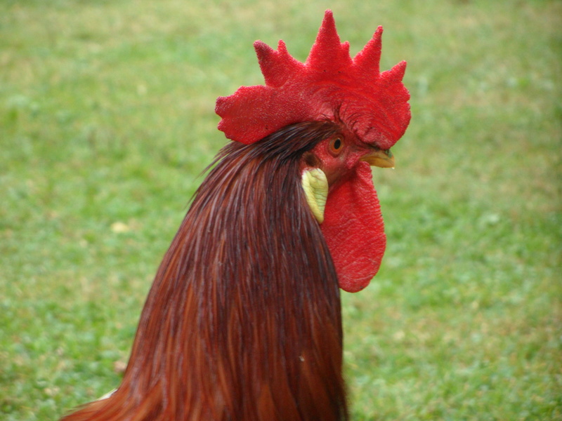chicken - bird, day, domestic animals, 4K, livestock, portrait, no people, pets, animal themes, chicken run, animal, vertebrate, cockscomb, rooster, male animal