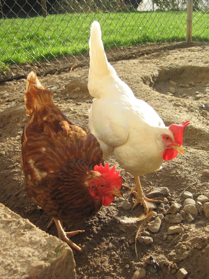 2K, no people, livestock, vertebrate, nature, animal themes, outdoors, bird, field, agriculture, farm, chicken run, mammal, hen, pets, animal, chicken - Bird