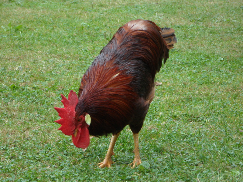 hahn, animal, 4K, strut, pets, animal themes, one animal, chicken - bird, domestic, vertebrate, outdoors, domestic animals, bird, pride, plant, day, chicken