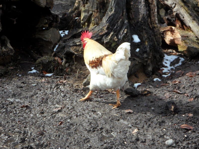 outdoors, livestock, day, hen, field, mammal, nature, farm, bird, no people, vertebrate, domestic animals, chicken - bird, chicken, animal themes, high angle view