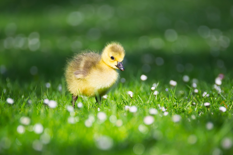 chicks, beginnings, one animal, grass, small, yellow, green color, goose, schwimmvogel, animal world, meadow, 4K, gosling, young bird, vertebrate, goslings