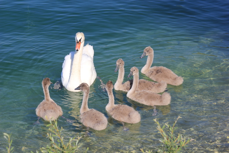 lake, brown, animal wildlife, vertebrate, young swans, flock of birds, bird, floating on water, 5K, plumage, swans, water, group of animals, no people