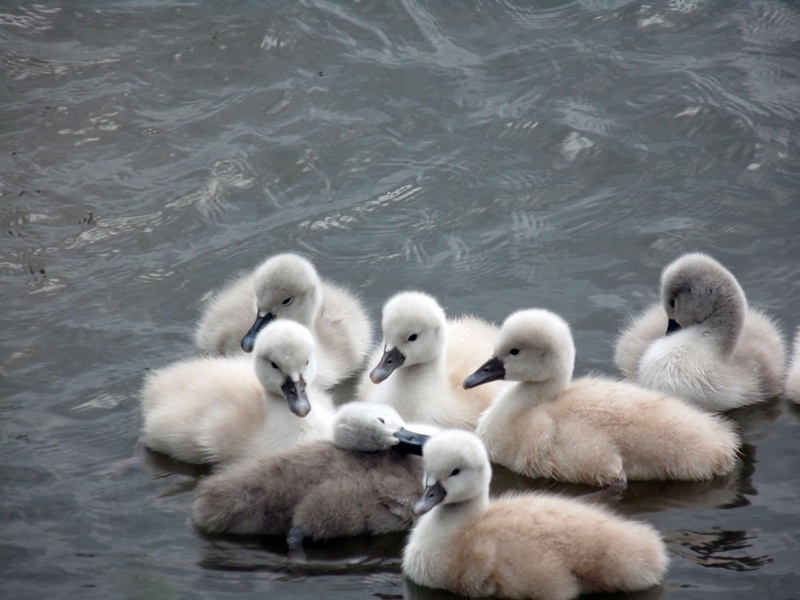 floating on water, animal themes, baby, cute, water bird, swimming, waterfront, lake, animal, nature, fluffy, birds, family, sweet, young, animals in the wild