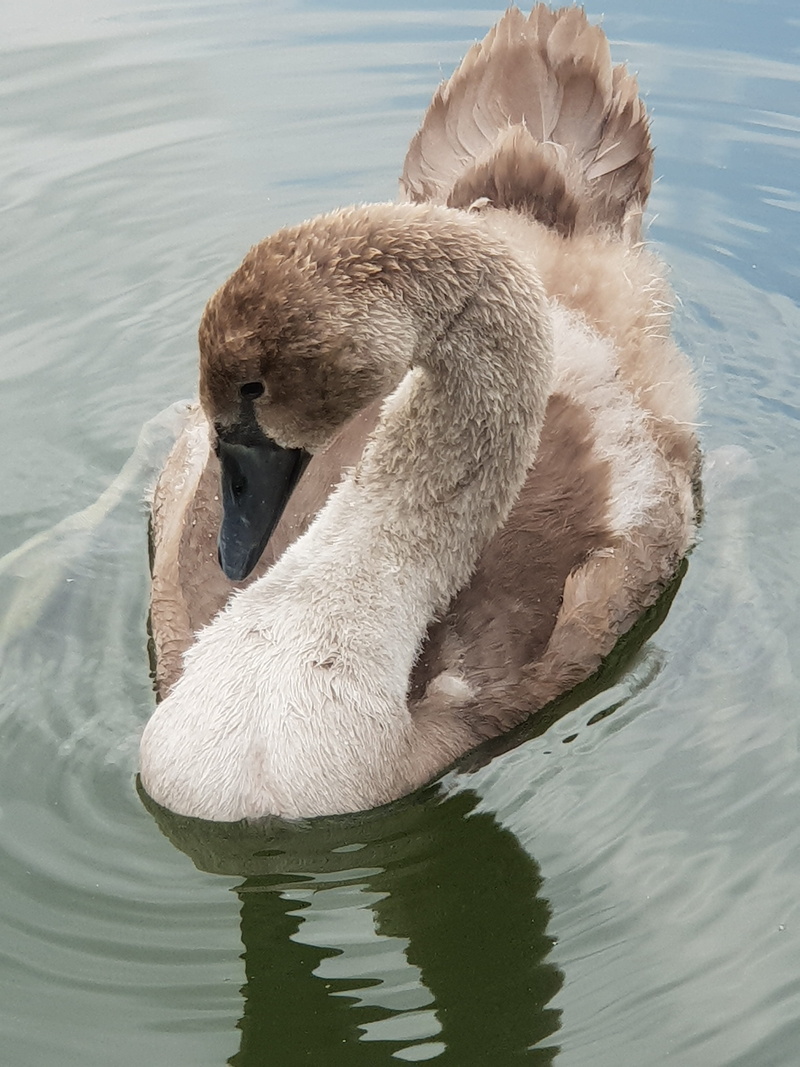 one animal, water, outdoors, swan, young animals, cygnet, pond, swim, cute, waterfront, waters, young swans, 4K, animal world, waterfowl, animals in the wild